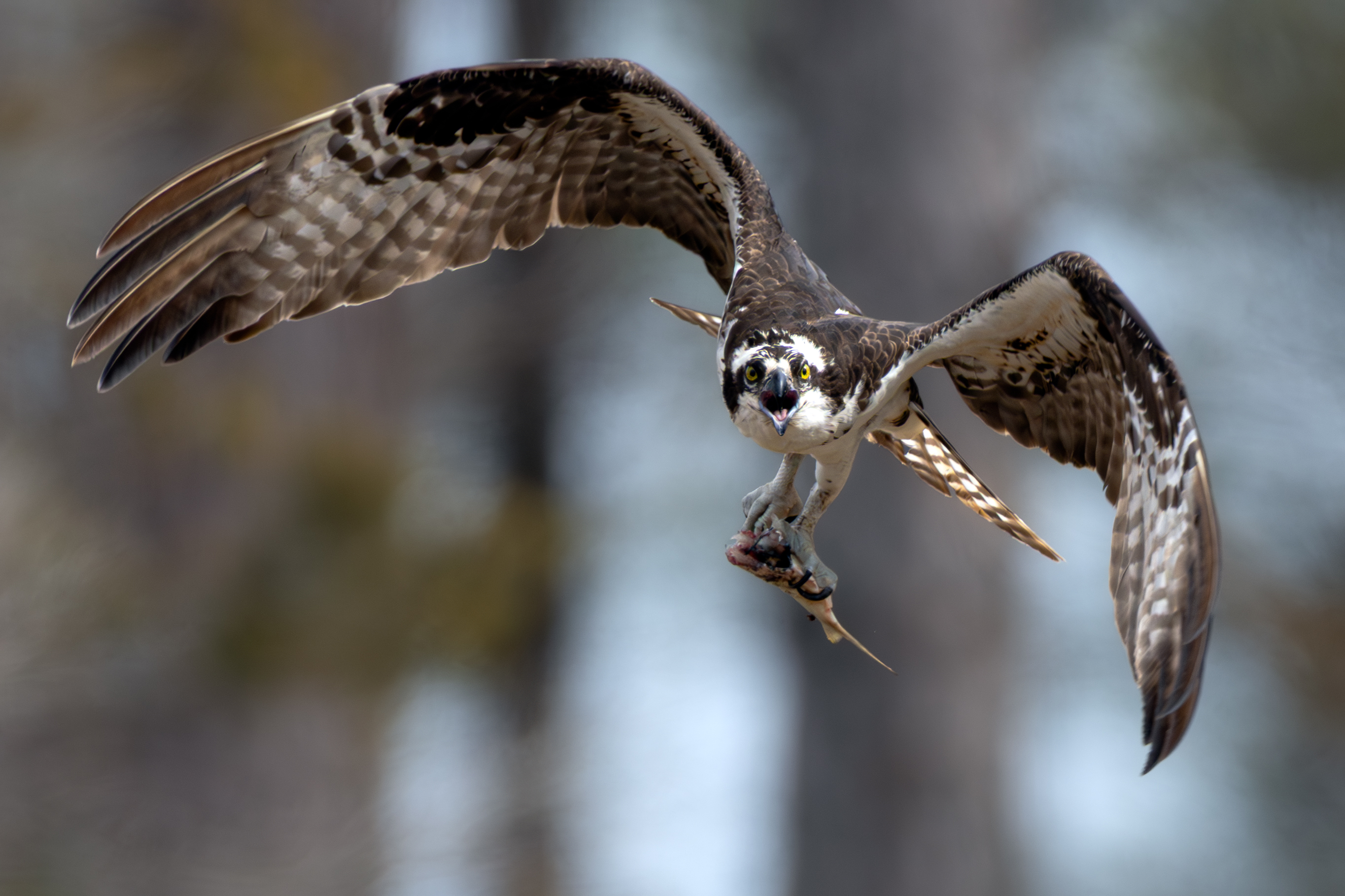 Open Nature 1st   Not Sharing!   by  Gregory Rinker.jpg